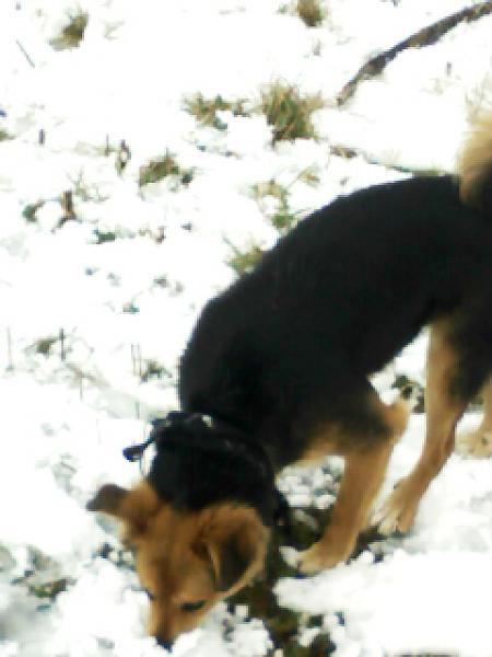 mon chien dans la neige